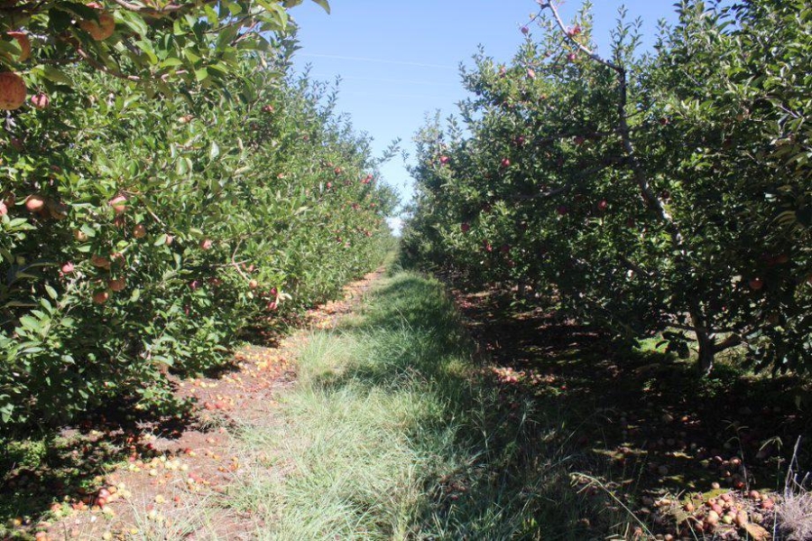 0 Bedroom Property for Sale in Haarlem Western Cape